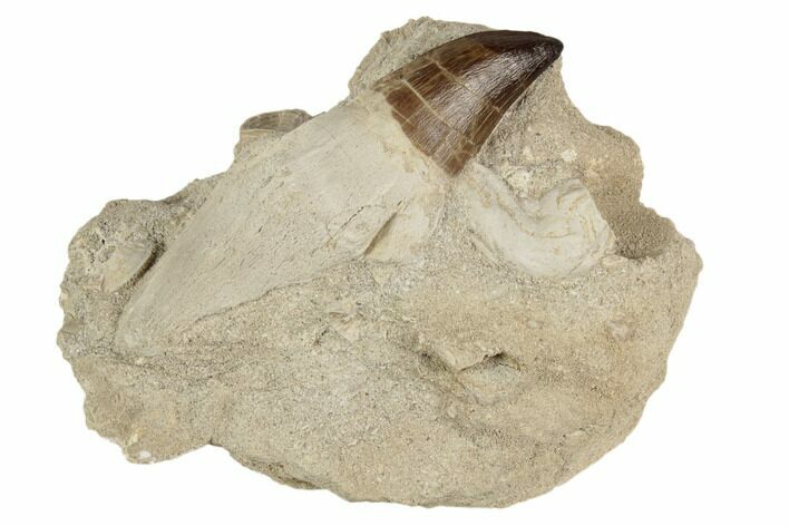Fossil Rooted Mosasaur (Prognathodon) Tooth In Rock- Morocco #192511